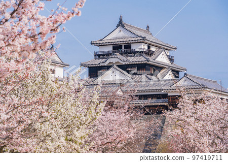 (Ehime Prefecture) Cherry Blossoms, Matsuyama Castle (Ehime Prefecture) Cherry Blossoms, Matsuyama Castle 97419711