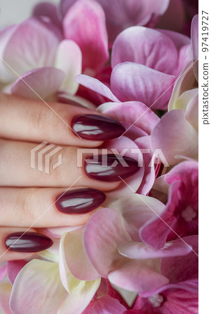 Hands of a young woman with dark red manicure on nails 97419727