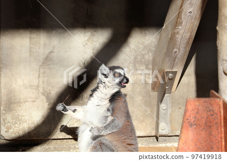 A ring-tailed lemur holding a branch intimidating Ageo Maruyama Park, Ageo City, Saitama Prefecture A ring-tailed lemur holding a branch intimidating Ageo Maruyama Park, Ageo City, Saitama Prefecture 97419918