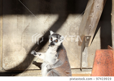 A ring-tailed lemur holding a branch Ageo Maruyama Park, Ageo City, Saitama Prefecture A ring-tailed lemur holding a branch Ageo Maruyama Park, Ageo City, Saitama Prefecture 97419919