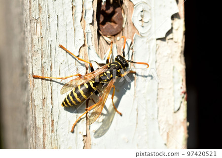 The female wasp sits on an old wall. 97420521