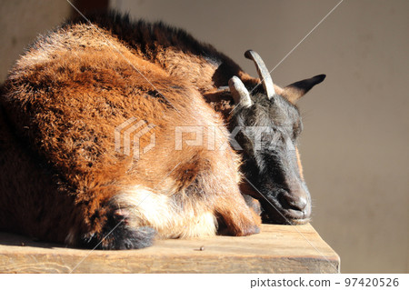 Sleeping Yakushima Goat Ageo Maruyama Park, Ageo City, Saitama Prefecture 97420526