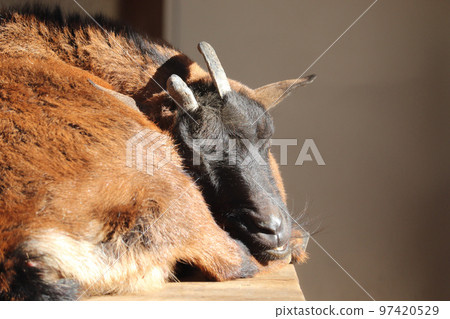 Sleeping Yakushima Goat Ageo Maruyama Park, Ageo City, Saitama Prefecture 97420529