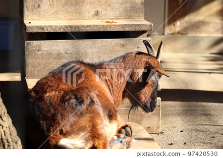 Sleeping Yakushima Goat Ageo Maruyama Park, Ageo City, Saitama Prefecture 97420530