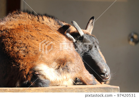 Sleeping Yakushima Goat Ageo Maruyama Park, Ageo City, Saitama Prefecture 97420531