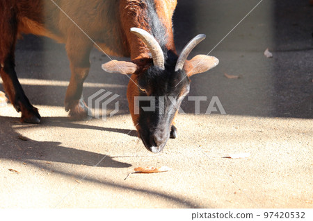 Yakushima Goat Ageo Maruyama Park, Ageo City, Saitama Prefecture 97420532