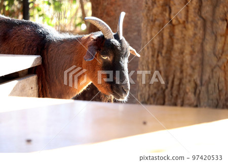 Yakushima Goat Ageo Maruyama Park, Ageo City, Saitama Prefecture 97420533