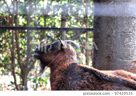 Profile of a Yakushima goat, Ageo Maruyama Park, Ageo City, Saitama Prefecture 97420535