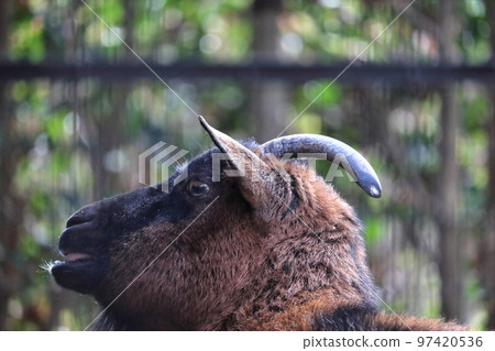 A close-up of the profile of a Yakushima goat Ageo Maruyama Park, Ageo City, Saitama Prefecture 97420536