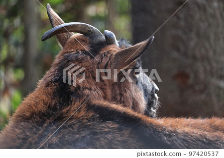 A close-up of a Yakushima goat's back, Ageo Maruyama Park, Ageo City, Saitama Prefecture 97420537