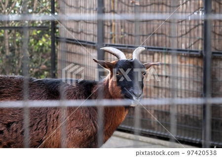 Yakushima Goat Ageo Maruyama Park, Ageo City, Saitama Prefecture 97420538