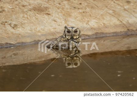 Closeup view of a indian scops owl or Otus bakkamoena owlet bird with reflection in water quenching thirst from waterhole in hot summer season safari to dry deciduous forest of central india asia Closeup view of a indian scops owl or Otus bakkamoena owlet bird with reflection in water quenching thirst from waterhole in hot summer season safari to dry deciduous forest of central india asia 97420562
