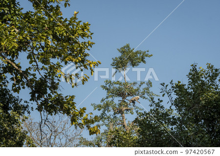 Himalayan Tarai gray langur or northern plains gray langur or Semnopithecus ajax in air action jumping from one tree to another tree at jim corbett national park forest reserve uttarakhand india asia 97420567