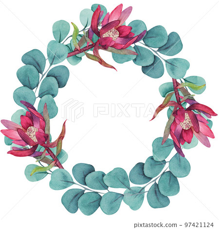Hand painted watercolor magenta protea flowers wreath. Hand painted watercolor magenta protea flowers wreath. 97421124