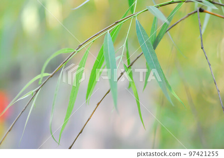 Salix babylonica var or pekinensis or Pendula or Weeping Willow or Salix babylonica L, SALICACEAE 97421255