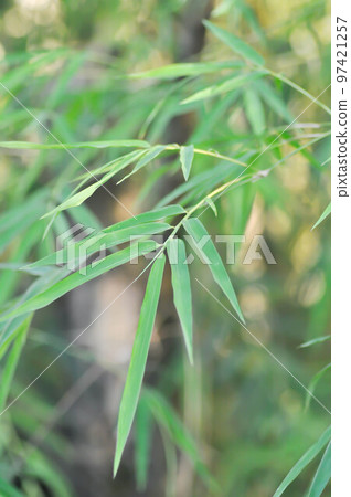 Bamboo, GRAMINEAE or  POACEAE or Bambusa arundinacea Willd or .Thorn Bamboo or Spiny Bamboo or .Bambusa vulgaris schrad or .Feathery Bamboo or .Dendrocalamus strictus Nees or .Male Bamboo 97421257