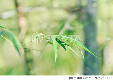 Bamboo, GRAMINEAE or  POACEAE or Bambusa arundinacea Willd or .Thorn Bamboo or Spiny Bamboo or .Bambusa vulgaris schrad or .Feathery Bamboo or .Dendrocalamus strictus Nees or .Male Bamboo 97421258