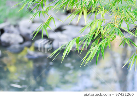 Bamboo, GRAMINEAE or  POACEAE or Bambusa arundinacea Willd or .Thorn Bamboo or Spiny Bamboo or .Bambusa vulgaris schrad or .Feathery Bamboo or .Dendrocalamus strictus Nees or .Male Bamboo 97421260