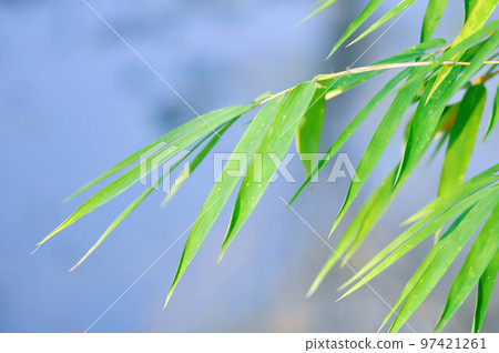 Bamboo, GRAMINEAE or  POACEAE or Bambusa arundinacea Willd or .Thorn Bamboo or Spiny Bamboo or .Bambusa vulgaris schrad or .Feathery Bamboo or .Dendrocalamus strictus Nees or .Male Bamboo 97421261
