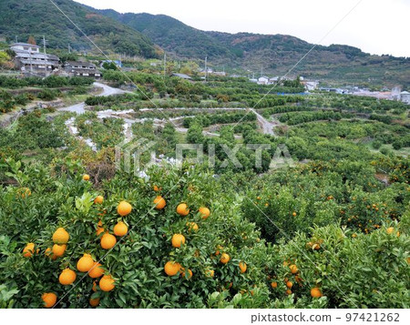 天水蜜柑山(熊本縣玉名市) 天水蜜柑山(熊本縣玉名市) 97421262