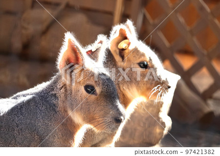 Good friend Mara Ageo Maruyama Park, Ageo City, Saitama Prefecture Good friend Mara Ageo Maruyama Park, Ageo City, Saitama Prefecture 97421382