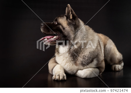 American akita young dog on a dark background American akita young dog on a dark background 97421474