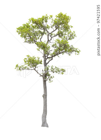 The tree on a isolated white background,clipping paths 97421595