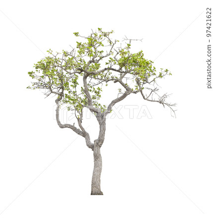 The tree on a isolated white background,clipping paths The tree on a isolated white background,clipping paths 97421622