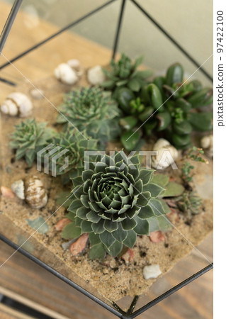 green succulents of different varieties grow in florarium on wooden table green succulents of different varieties grow in florarium on wooden table 97422100