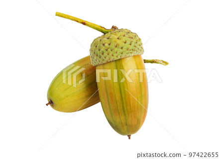 Beautiful acorns on white background. Oak nuts. 97422655