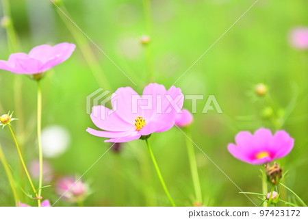 秋天的花朵,秋天的櫻花 秋天的花朵,秋天的櫻花 97423172