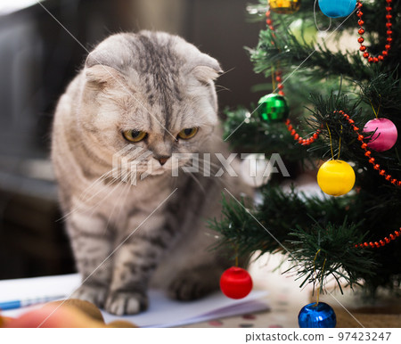 Cat sits under the Christmas tree with books and glasses Cat sits under the Christmas tree with books and glasses 97423247