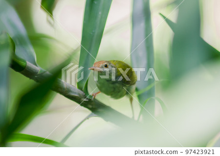 Scimitar Babblers On the branch 97423921