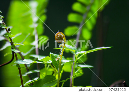 Leaves of fern in beautiful nature. 97423923