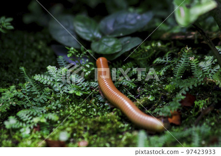 millipede is on moss in nature millipede is on moss in nature 97423933