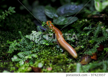 millipede is on moss in nature millipede is on moss in nature 97423937