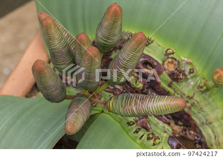 Welwitschia mirabilis is a plant found in the desert. Welwitschia mirabilis is a plant found in the desert. 97424217