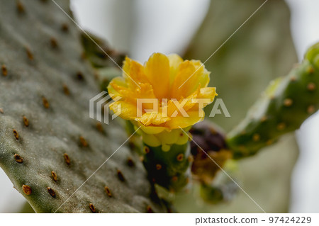 Opuntia falcata has yellow flowers and is a long-stemmed tree Opuntia falcata has yellow flowers and is a long-stemmed tree 97424229
