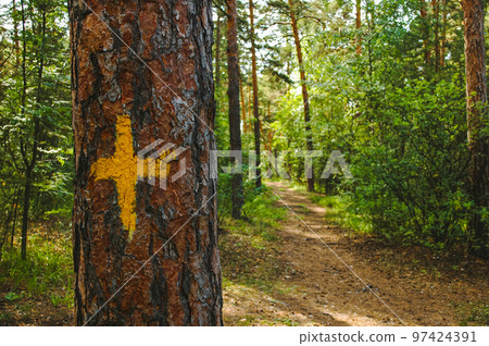 Pine trunk close-up with a yellow mark in the form of a cross against the backdrop of a sunlit green pine forest and path Pine trunk close-up with a yellow mark in the form of a cross against the backdrop of a sunlit green pine forest and path 97424391