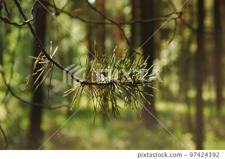 Pine twig close-up with fresh green and old withered needles illuminated by sunlight 97424392