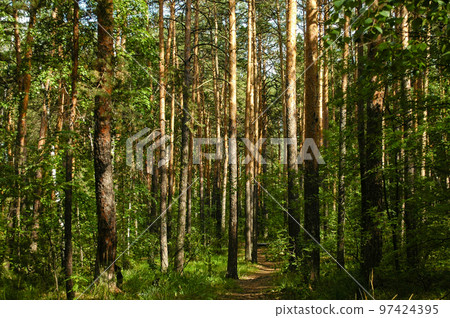Slender trunks of pine trees illuminated by sunlight in a green coniferous forest Slender trunks of pine trees illuminated by sunlight in a green coniferous forest 97424395