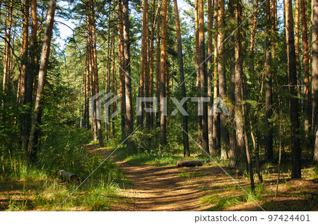 The forest path runs between a dense green thicket and pine trees illuminated by sunlight in a coniferous forest The forest path runs between a dense green thicket and pine trees illuminated by sunlight in a coniferous forest 97424401