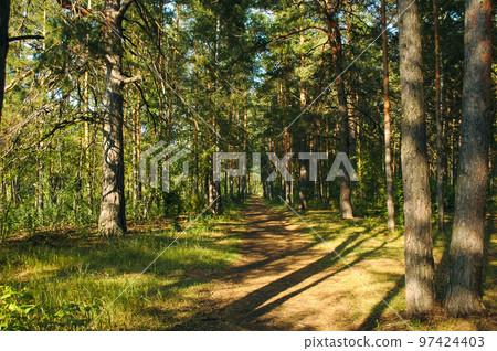 The forest path runs between mostly pine trees, forming an alley in a green forest in the rays of the evening sun. Tree shadows fall on the path 97424403
