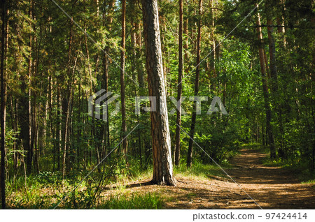 The trunk of a tall pine tree is illuminated by the summer sun in the middle of a green pine forest and a path nearby The trunk of a tall pine tree is illuminated by the summer sun in the middle of a green pine forest and a path nearby 97424414