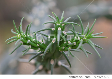 Miqueliopuntia is a type of cactus. 97424899