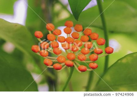 Hoya kerrii found in Thailand Hoya kerrii found in Thailand 97424906