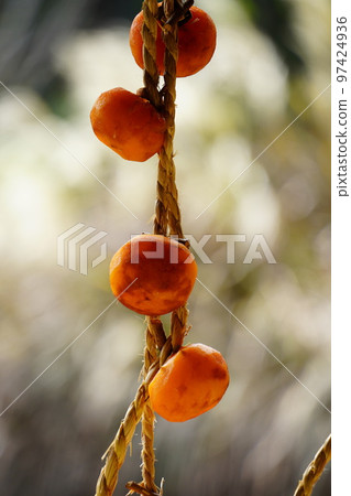 Dried persimmon 97424936