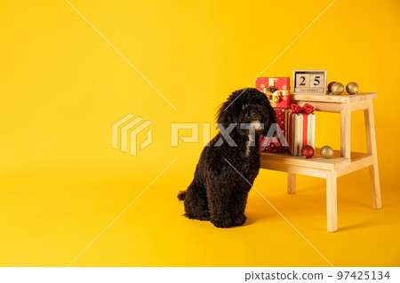 Concept of Merry Christmas, funny Christmas dog Concept of Merry Christmas, funny Christmas dog 97425134