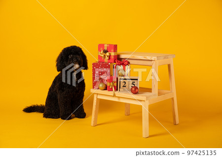 Concept of Merry Christmas, funny Christmas dog Concept of Merry Christmas, funny Christmas dog 97425135