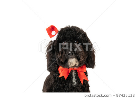 Funny Christmas dog, isolated on white background Funny Christmas dog, isolated on white background 97425138